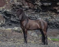 Icelandic Black Stallion, Iceland Fine Art Print