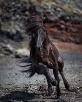 Icelandic Black Stallion, Iceland Fine Art Print