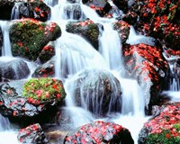 Waterfalls, Kyoto, Japan Fine Art Print