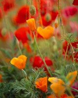 California Golden Poppies and Corn Poppies, Washington State Fine Art Print