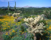 Arizona, Organ Pipe Cactus National Monument Fine Art Print