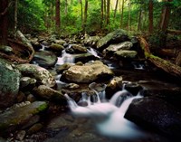 LeConte Creek, Great Smoky Mountains National Park Fine Art Print