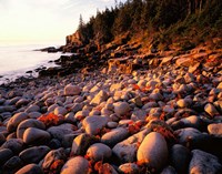 Maine, Acadia National Park Fine Art Print