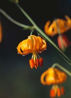 Columbia Lily Flower Blossoms Fine Art Print