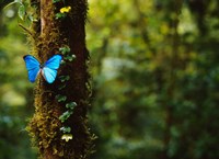 Blue Morpho Butterfly, Costa Rica Fine Art Print