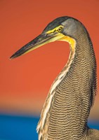 Bare-Throated Tiger Heron, Tortuguero, Costa Rica Fine Art Print