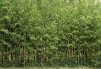 Bamboo Trees in a Forest, Fukuoka, Kyushu, Japan Fine Art Print