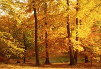 Autumn Trees, Cumbria, England Fine Art Print