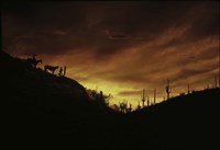 Sunset over The Sonoran Desert, AZ Fine Art Print