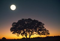 Full Moon Over Silhouetted Tree Fine Art Print