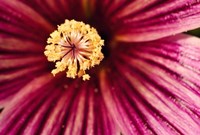 Tree Mallow Pistil-Stamen Fine Art Print