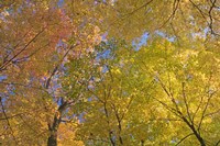 Mille Lacs Kathio State Park, Minnesota Fine Art Print