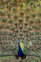 Dancing Peacock, Kanha National Park, Madhya Pradesh, India Fine Art Print