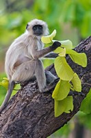 Gray Langur Monkey, Kanha National Park, Madhya Pradesh, India Fine Art Print