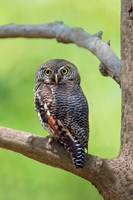 Jungle Owlet, Bandhavgarh National Park, Umaria District, India Fine Art Print