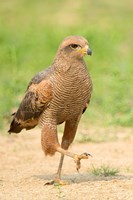 Savanna Hawk, Pantanal Wetlands, Brazil Fine Art Print