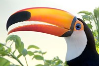 Toco toucan (Ramphastos toco), Pantanal Wetlands, Brazil Fine Art Print