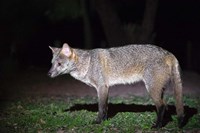 Crab-Eating Fox, Pantanal Wetlands, Brazil Fine Art Print