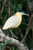 Capped Heron, Pantanal Wetlands, Brazil Fine Art Print