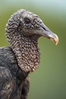 Black Vulture, Pantanal Wetlands, Brazil Fine Art Print
