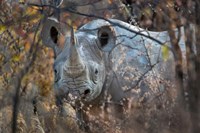 Black Rhinoceros, Etosha National Park, Namibia Fine Art Print