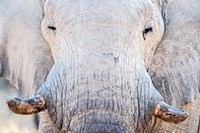 African Elephant, Etosha National Park, Namibia Fine Art Print