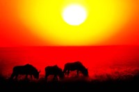 Wildebeests, Etosha National Park, Namibia Fine Art Print