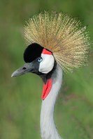 Grey Crowned Crane, Ngorongoro Crater, Tanzania Fine Art Print