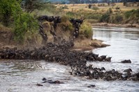 Wildebeests crossing Mara River, Serengeti National Park, Tanzania Fine Art Print