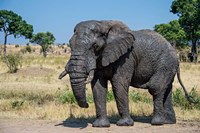 African Elephant, Ndutu, Ngorongoro Conservation Area, Tanzania Fine Art Print
