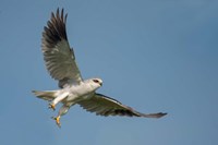 Black-Shouldered Kite, Ngorongoro Conservation Area, Tanzania Fine Art Print