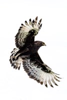 Long-Crested Eagle, Ndutu, Ngorongoro Conservation Area, Tanzania Fine Art Print