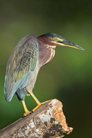 Green Heron, Tortuguero, Costa Rica Fine Art Print