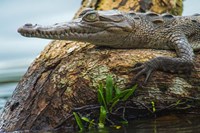 American Crocodile, Tortuguero, Costa Rica Fine Art Print