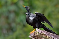 Anhinga, Tortuguero, Costa Rica Fine Art Print