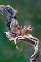 Variegated Squirrel, Sarapiqui, Costa Rica Fine Art Print