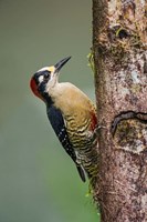 Black-Cheeked Woodpecker, Sarapiqui, Costa Rica Fine Art Print