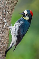 Acorn Woodpecker, Costa Rica Fine Art Print