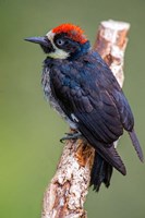 Black Acorn Woodpecker, Savegre, Costa Rica Fine Art Print