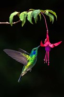 Green Violetear, Savegre, Costa Rica Fine Art Print