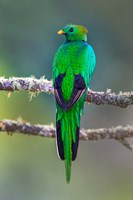 Bird on a Branch, Savegre, Costa Rica Fine Art Print