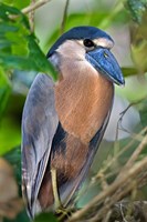 Boat-Billed Heron, Tortuguero, Costa Rica Fine Art Print