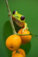 Red-Eyed Tree Frog (Agalychnis callidryas), Tarcoles River, Pacific Coast, Costa Rica Fine Art Print