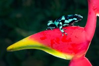 Green and Black Poison Dart Frog, Sarapiqui, Costa Rica Fine Art Print