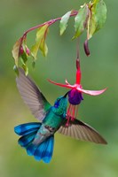 Green Violetear, Savegre, Costa Rica Fine Art Print