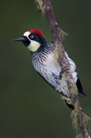 Acorn Woodpecker on Branch, Savegre, Costa Rica Fine Art Print