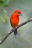 Flame-Colored Tanager, Sarapiqui, Costa Rica Fine Art Print