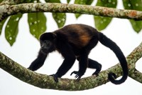 Black Howler Monkey, Sarapiqui, Costa Rica Fine Art Print
