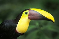 Keel-Billed Toucan, Sarapiqui, Costa Rica Fine Art Print