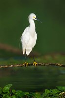 Snowy Egret, Tortuguero, Costa Rica Fine Art Print